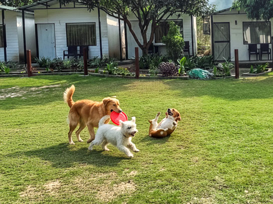 Book Your Pet-Friendly Vacation Today!