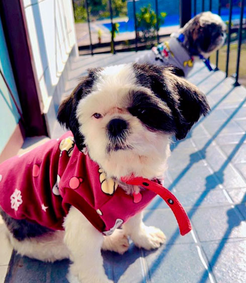 Pet Friendly package in Rishikesh