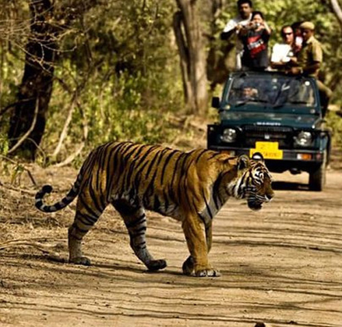 Jungle Safari with white water rafting in rishikesh